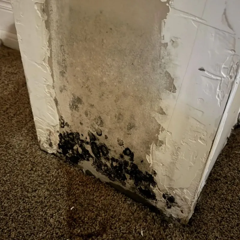 Professional Mold Removal in Carnegie, PA